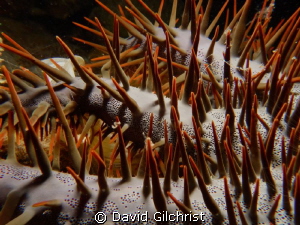 Night dive close up of a Crown of Thorn starfish. by David Gilchrist 